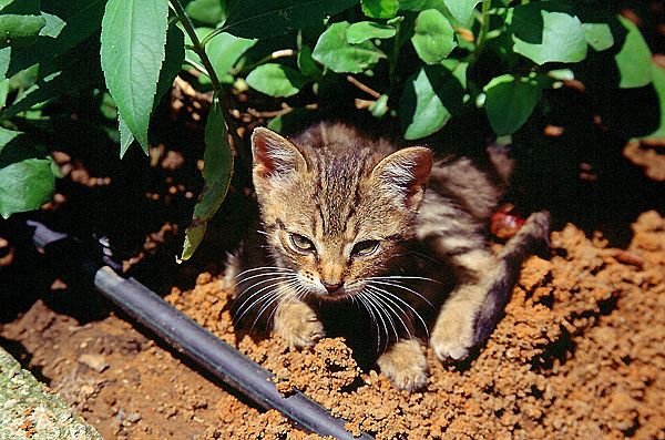 griechischer Stubentiger