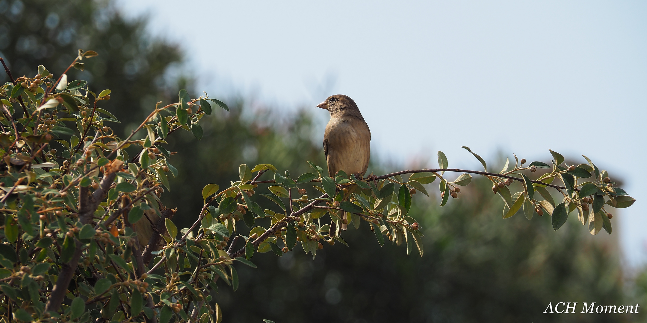 Griechischer Vogel auf einem Olivenbaum