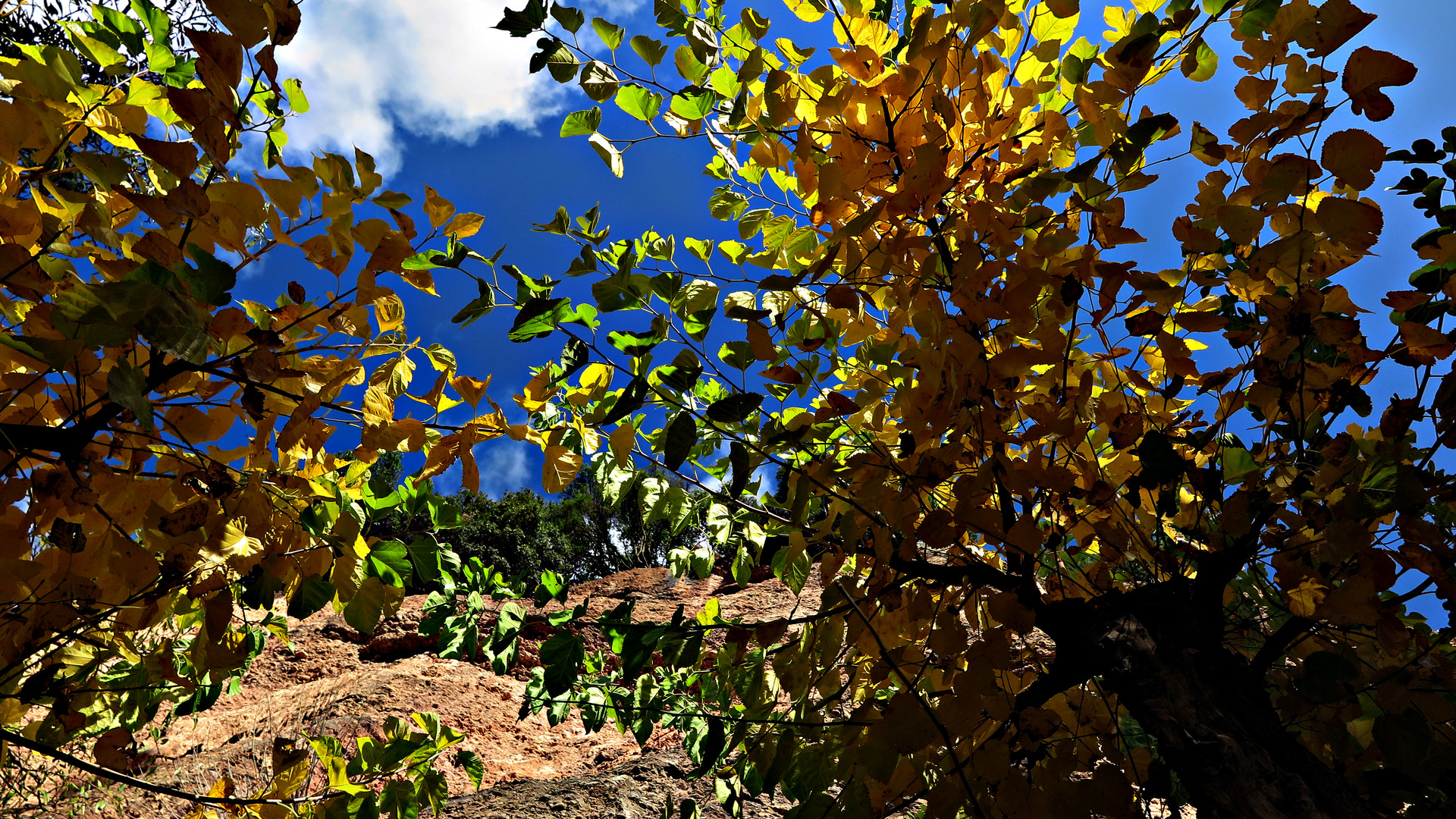 GRIECHISCHER WALD