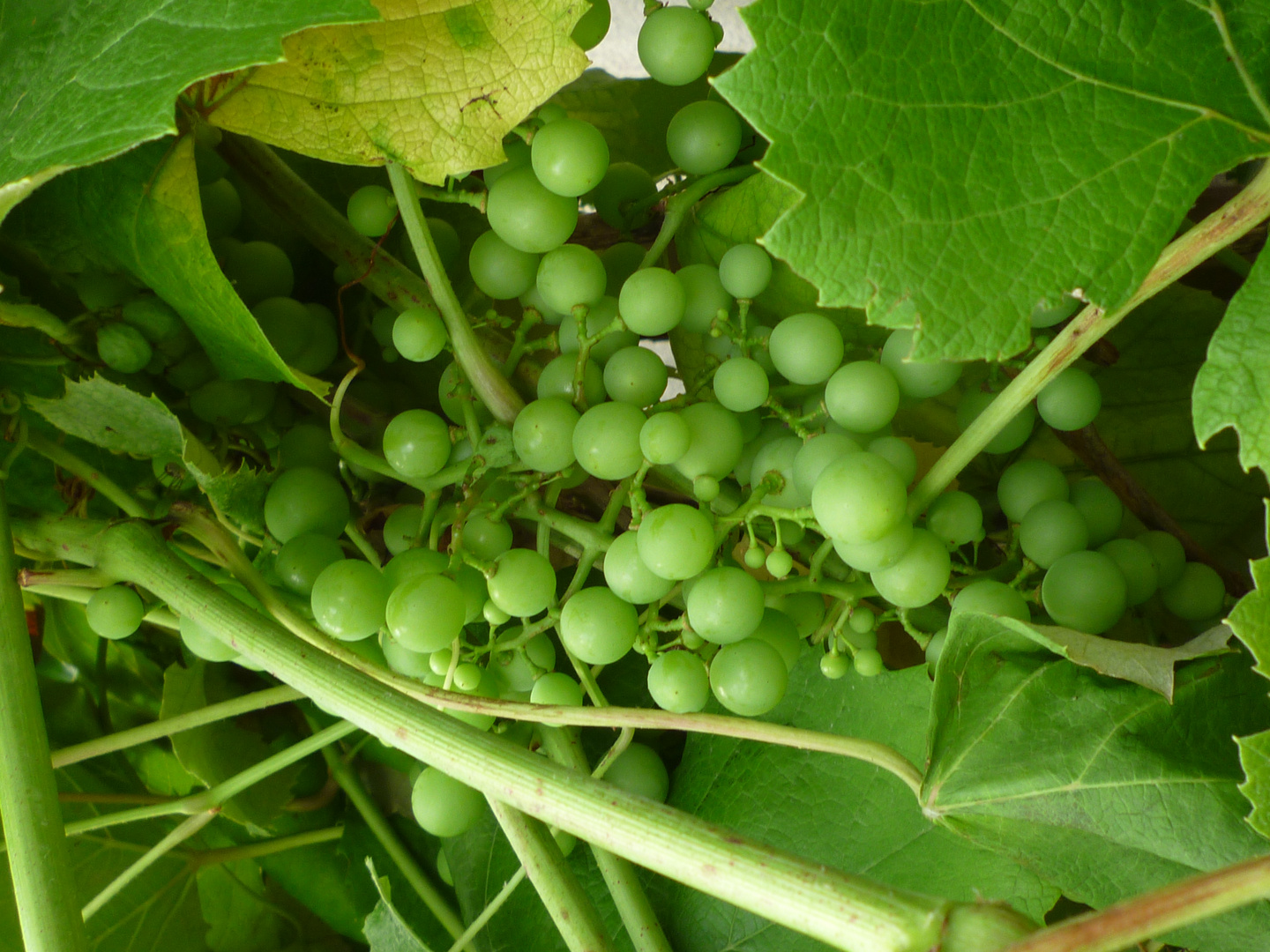 Griechischer Wein im Keltenland