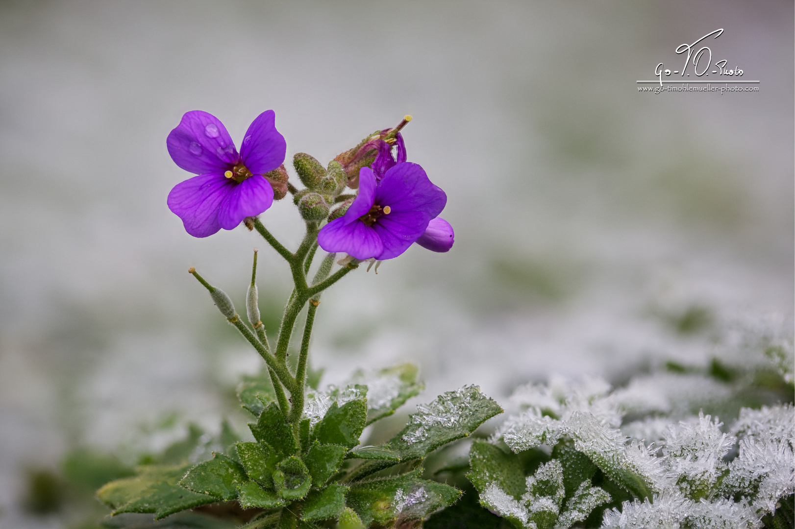 Griechisches Blaukissen im Frost