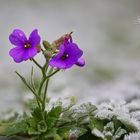 Griechisches Blaukissen im Frost