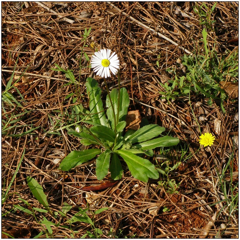 griechisches Gänseblümchen