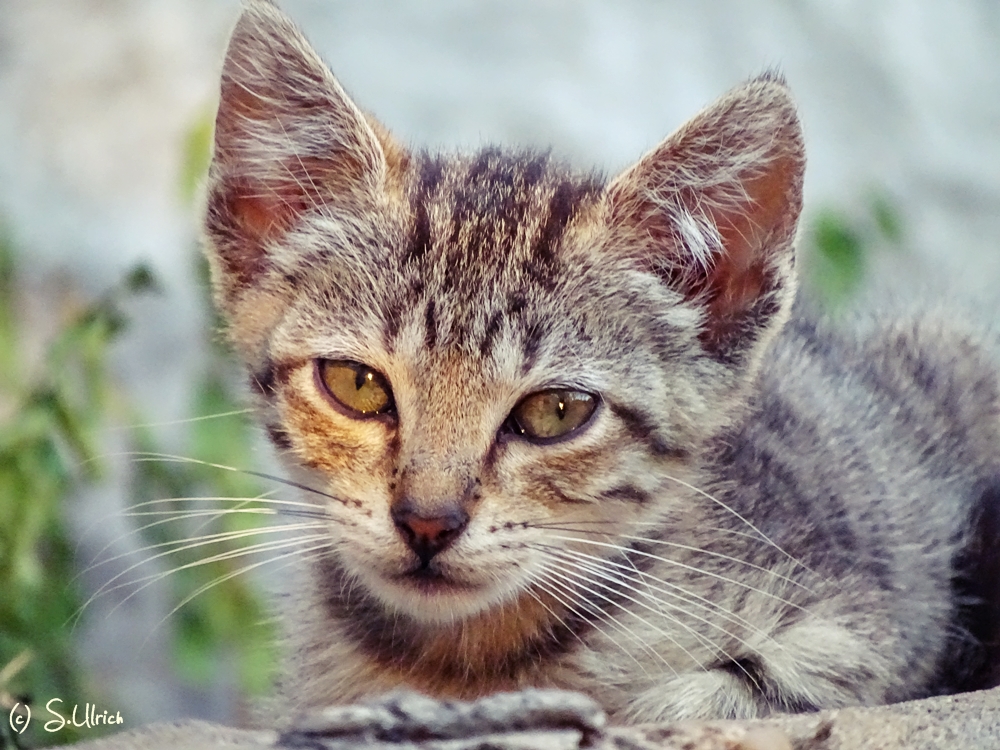 Griechisches Katzenkind 