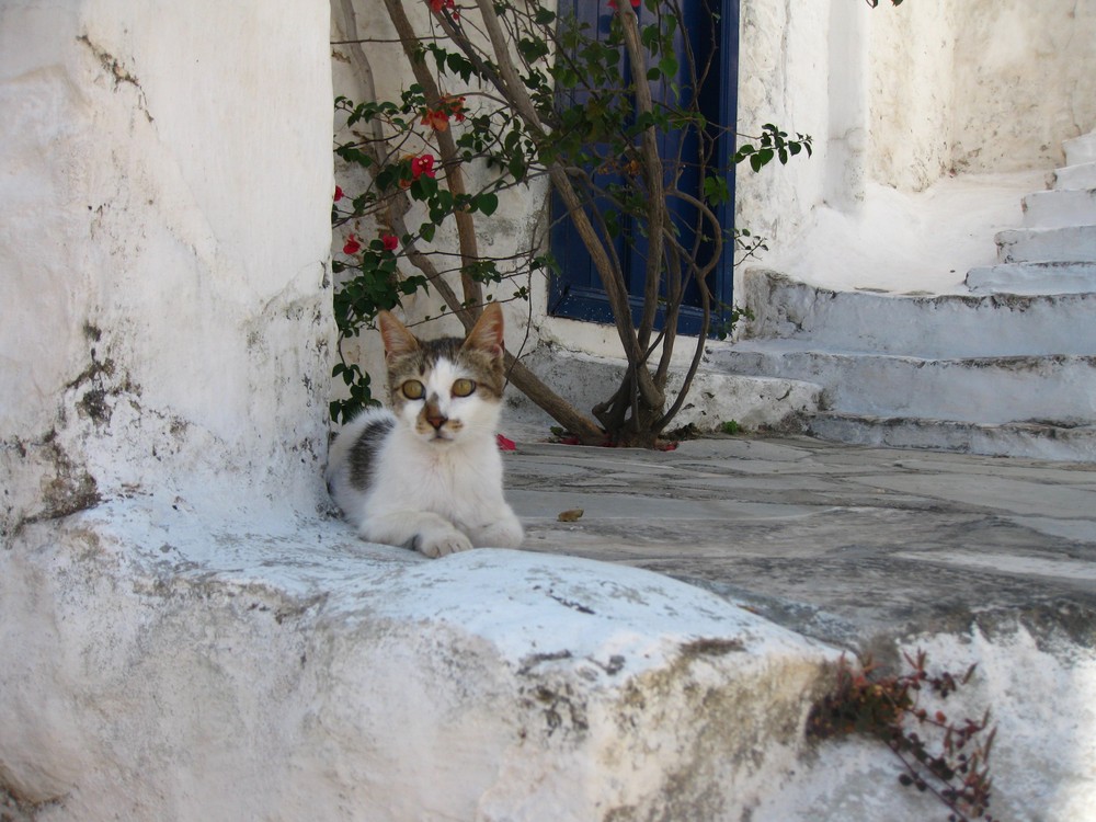 Griechisches Katzenleben