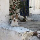 Griechisches Katzenleben