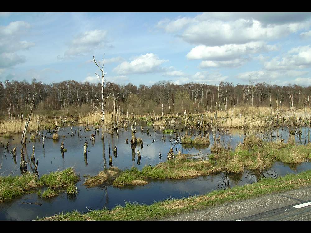 Griendtsveen / America Gemeinde Horst an der Maas / NL