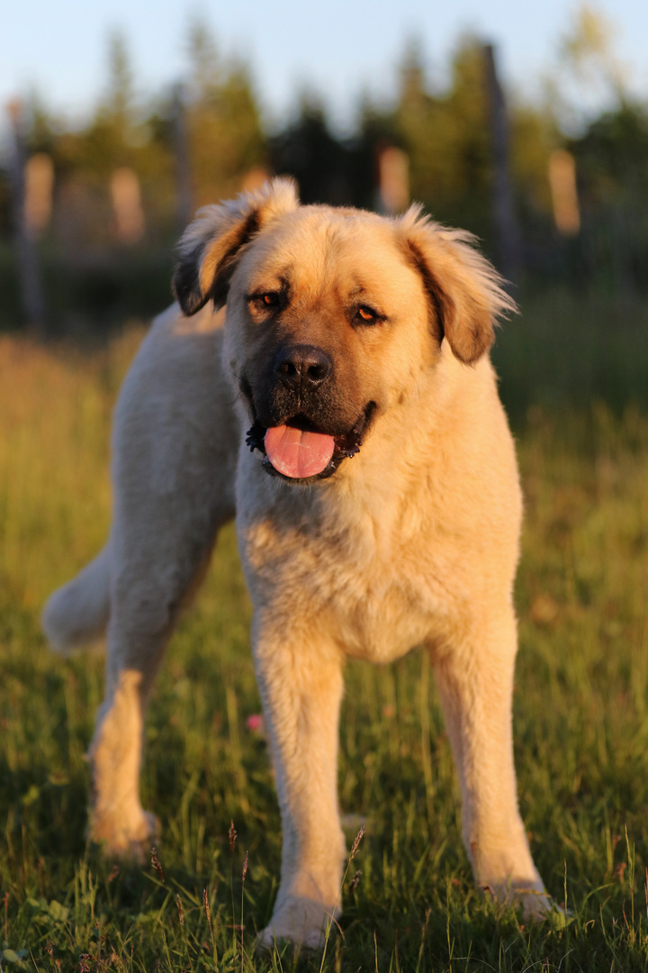 Grieptoo Der germanische Baerenhund