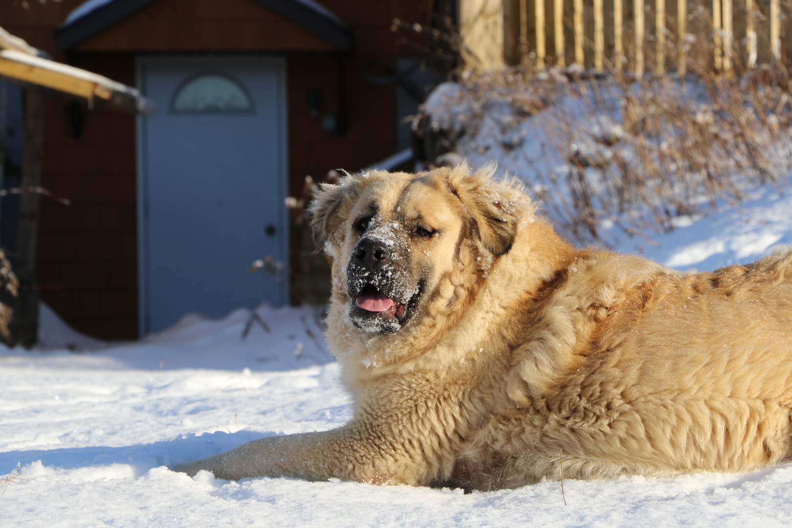 Grieptoo im Schnee