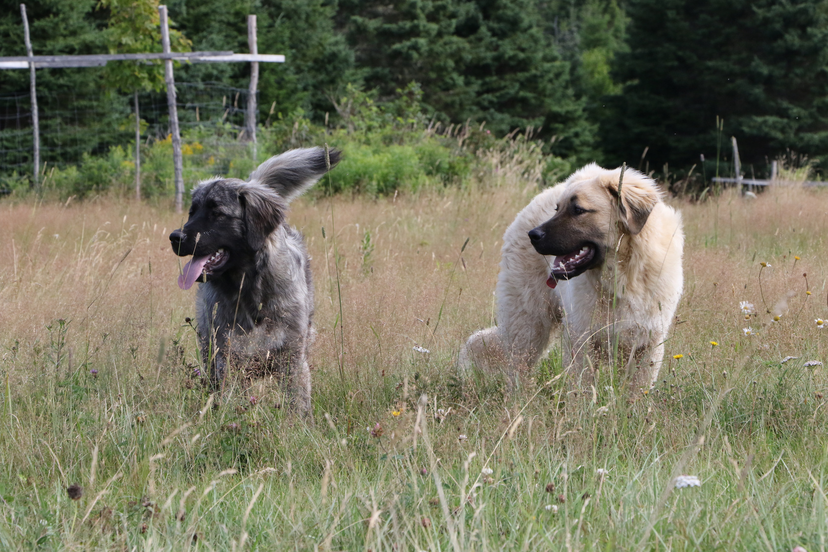 Grieptoo und Thora