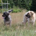 Grieptoo und Thora