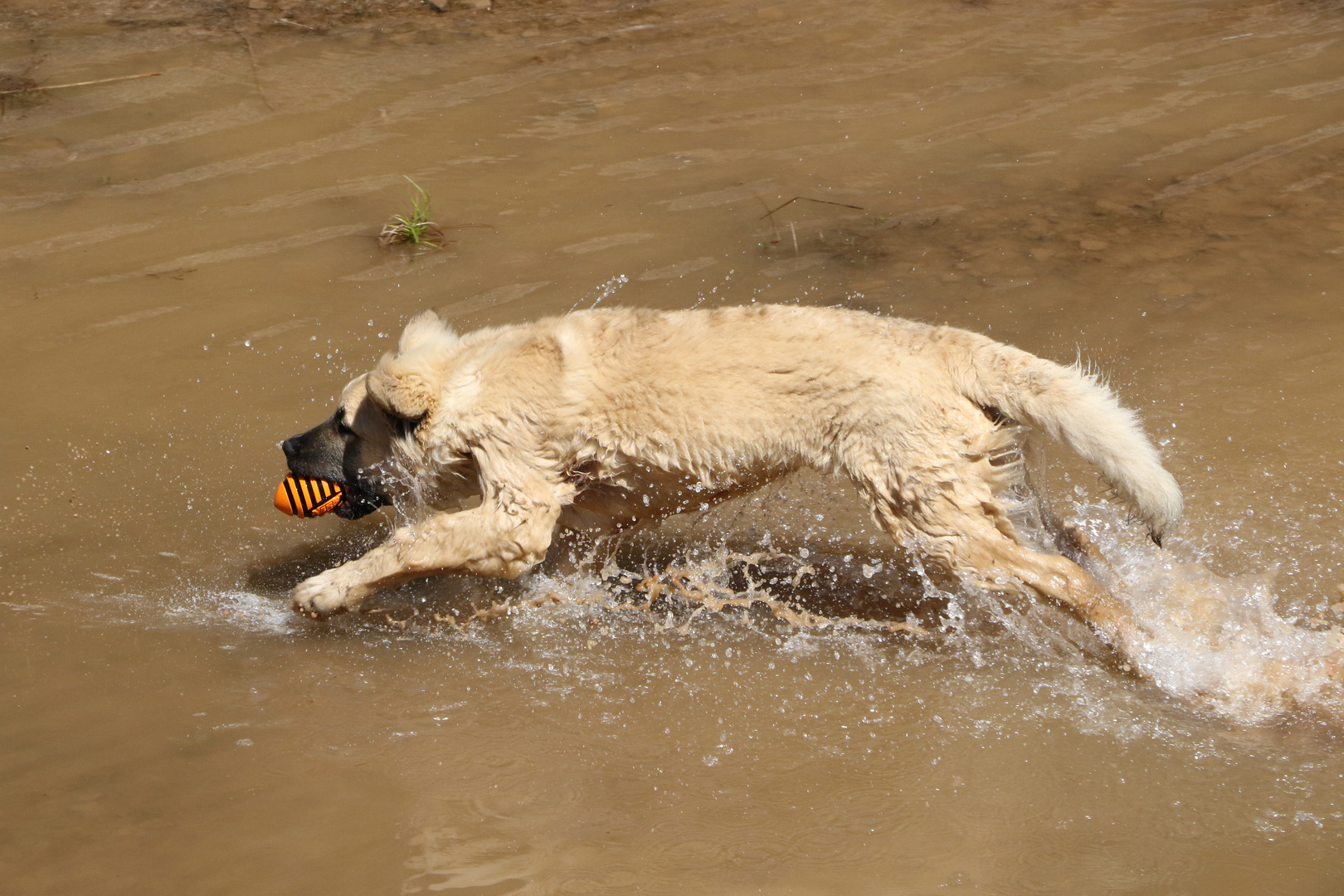 Grieptoo unser Germanischer Baerenhund