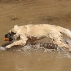 Grieptoo unser Germanischer Baerenhund