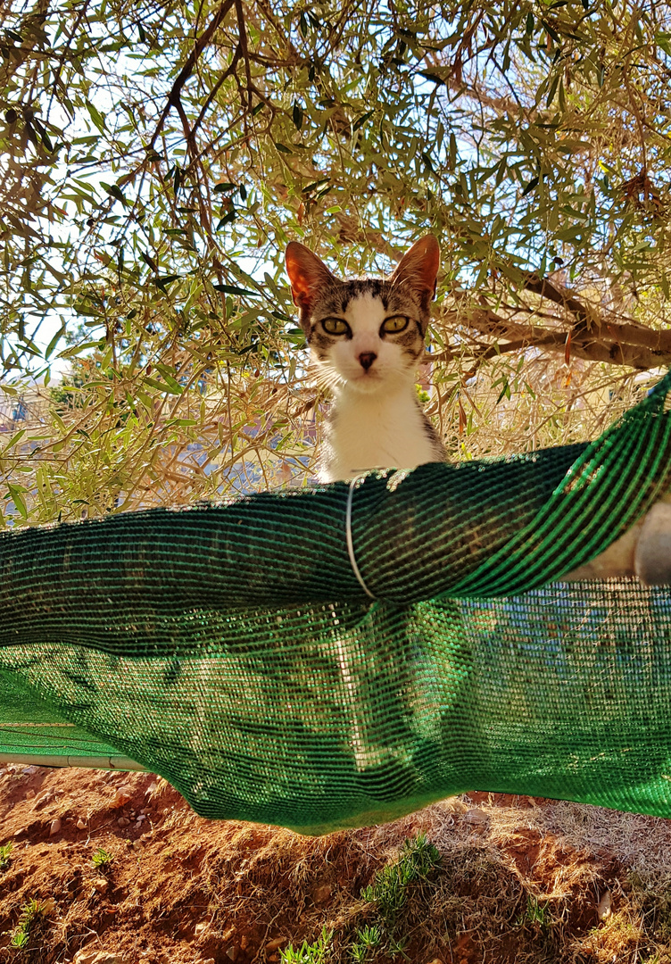 Grieschische Katze