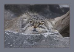 Griesgrämiger Manul