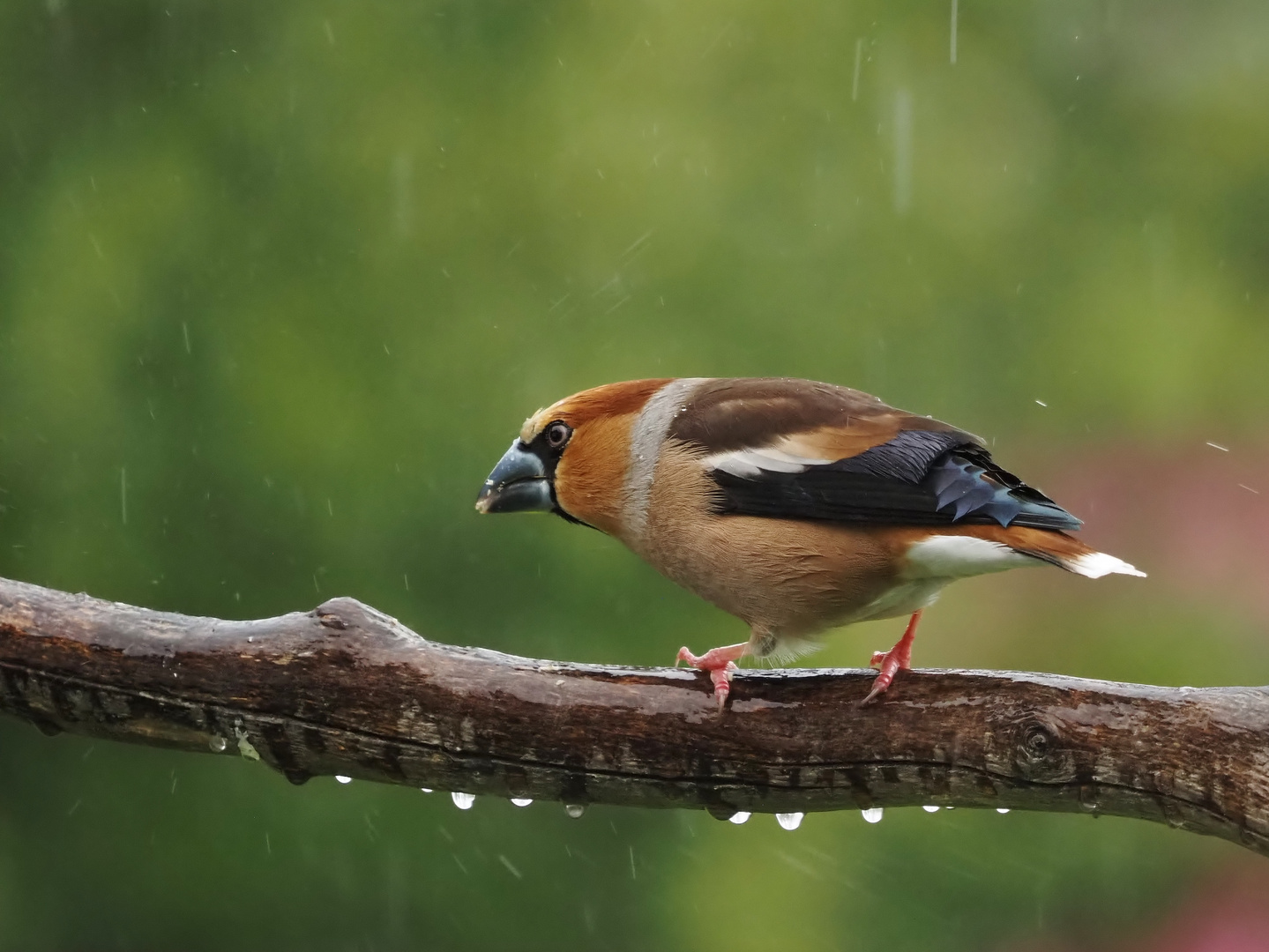 "Griesgram-Wetter"