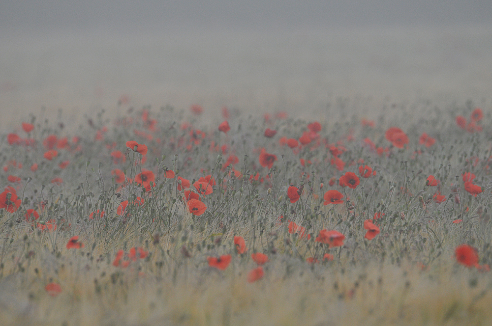 Griesheimer Klatschmohn – Nebel 01