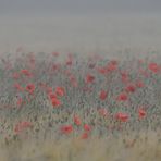 Griesheimer Klatschmohn – Nebel 01