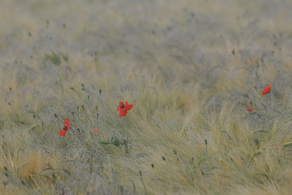 Griesheimer Klatschmohn – Nebel 02