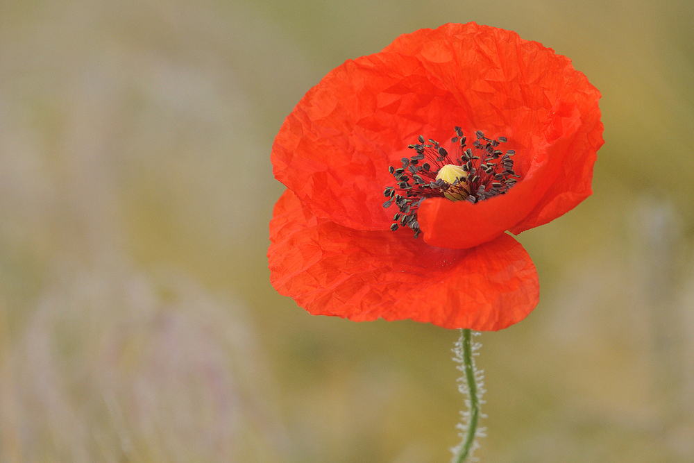 Griesheimer Klatschmohn – Nebel 03