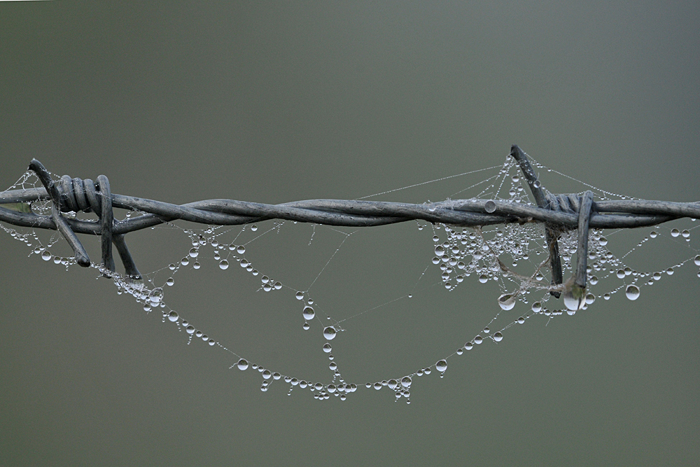 Griesheimer – Nebelspuren