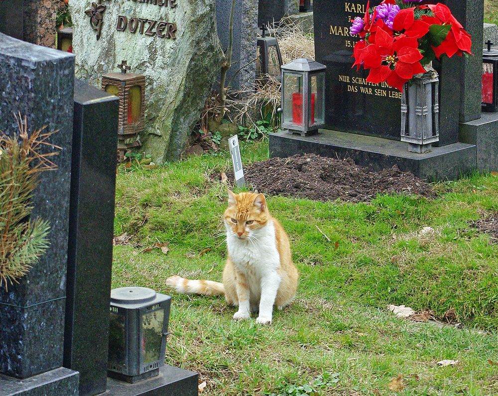 Grieving Cat