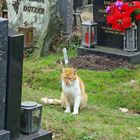 Grieving Cat