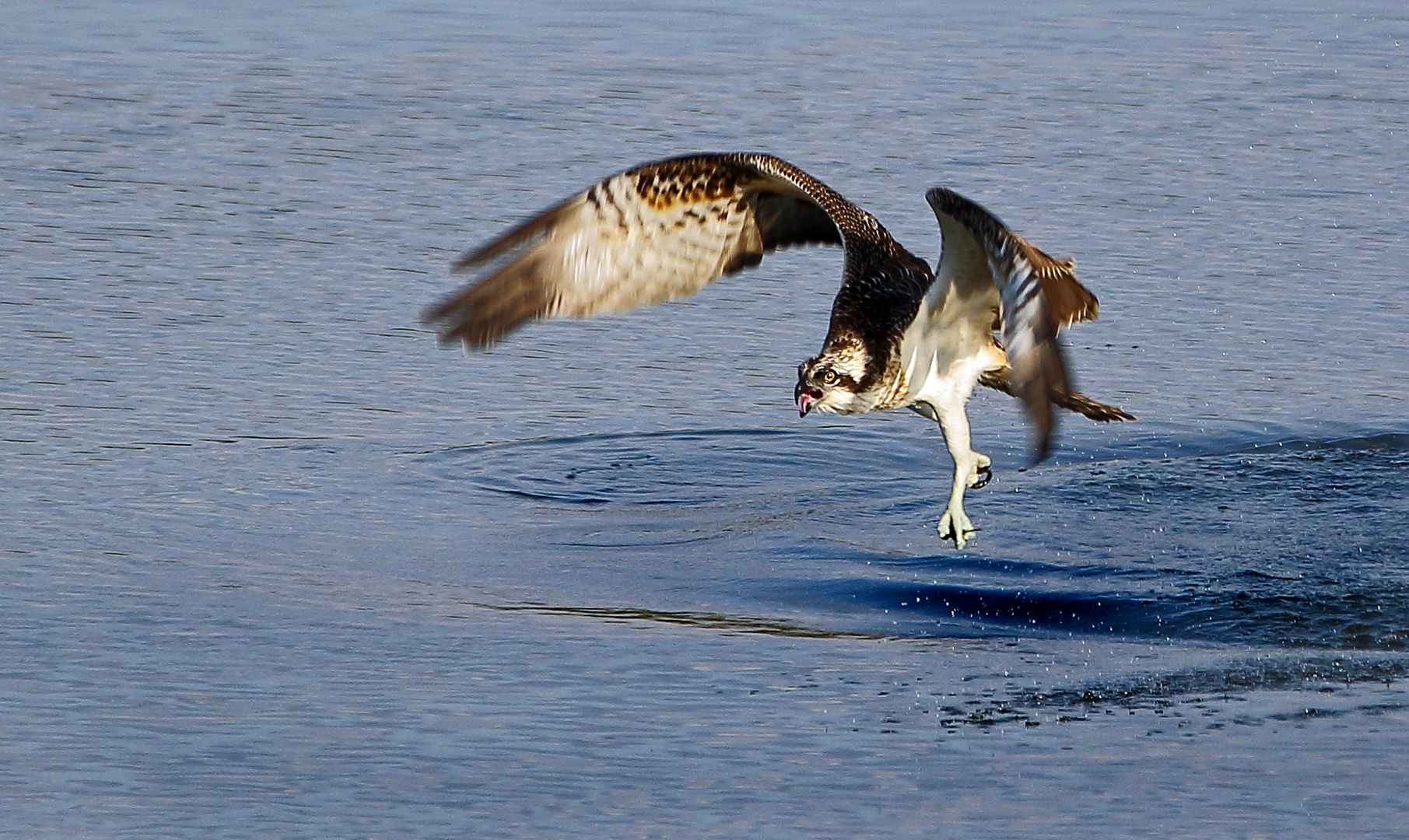 "Griff ins Leere", da ärgert sich der Adler