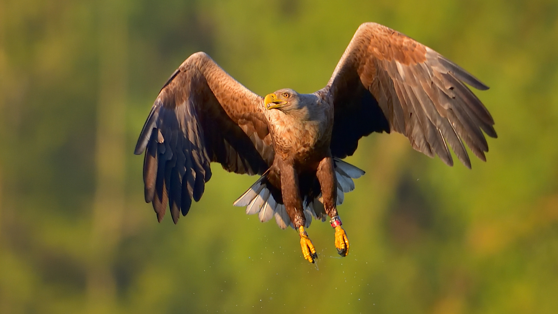 "Griffbereit" im Morgenlicht!