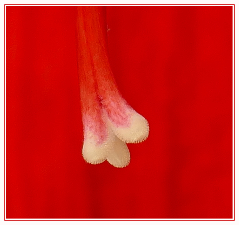 Griffel einer Amaryllis