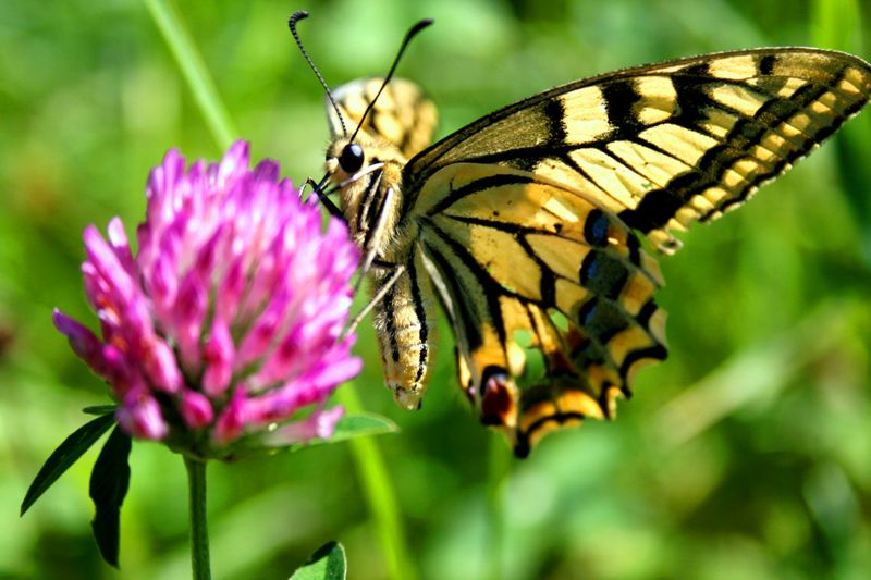 griffner schmetterling