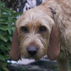 Griffon Fauve de Bretagne