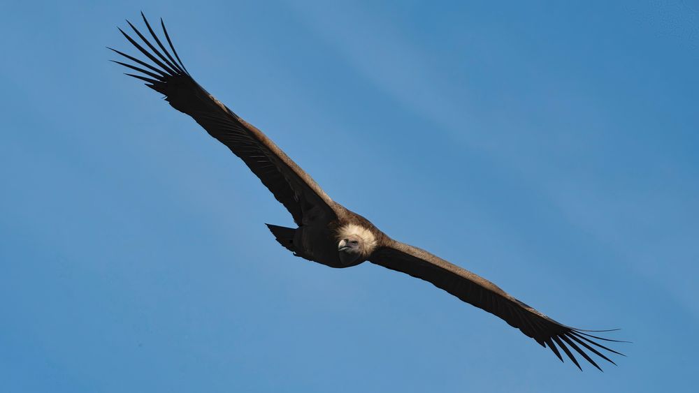 Griffon Vulture