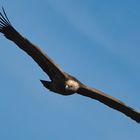 Griffon Vulture