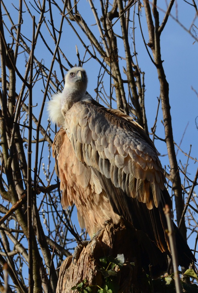 Griffon Vulture