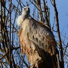 Griffon Vulture