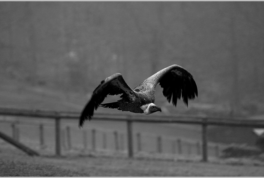 griffon vulture