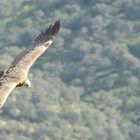 Griffon Vulture