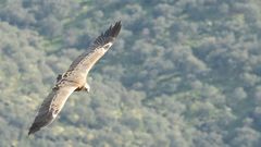 Griffon Vulture