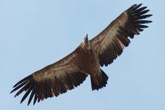Griffon Vulture