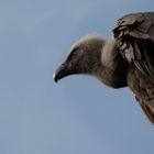 Griffon Vulture