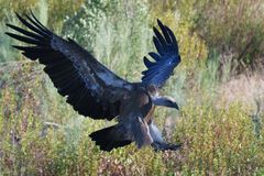 Griffon Vulture 