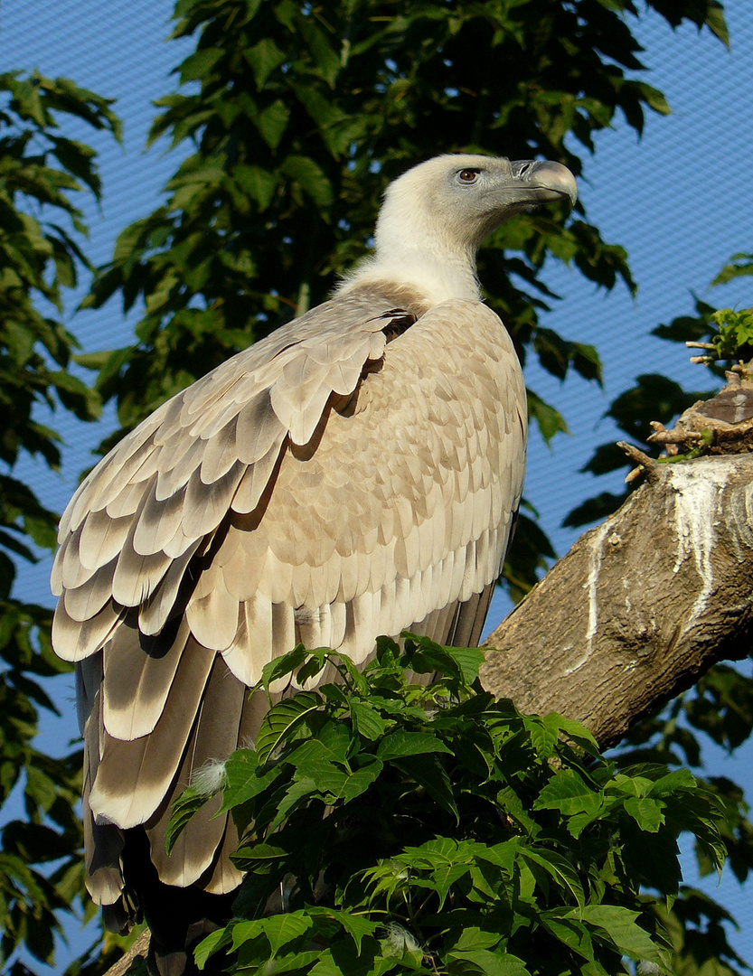 Griffon Vulture