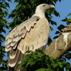 Griffon Vulture