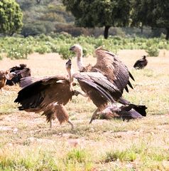 Griffon Vulture battle