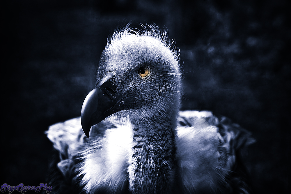 griffon vulture