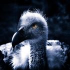 griffon vulture