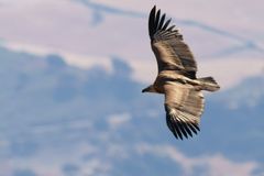 Griffon Vulture