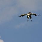 Griffon-Vulture