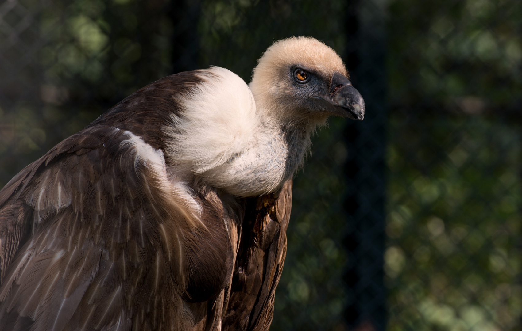 Griffon Vulture - Gänsegeier